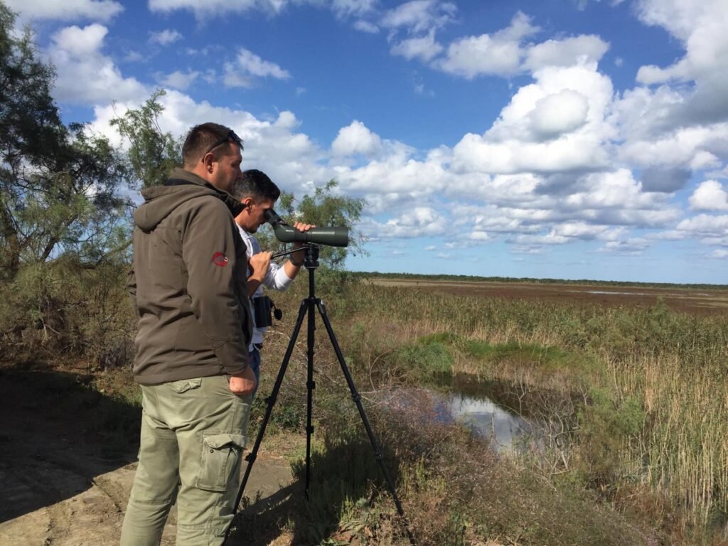 Dalmatian Pelican Albania Dalmatian Pelican Albania