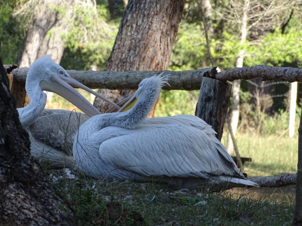 Birdwatching Albania