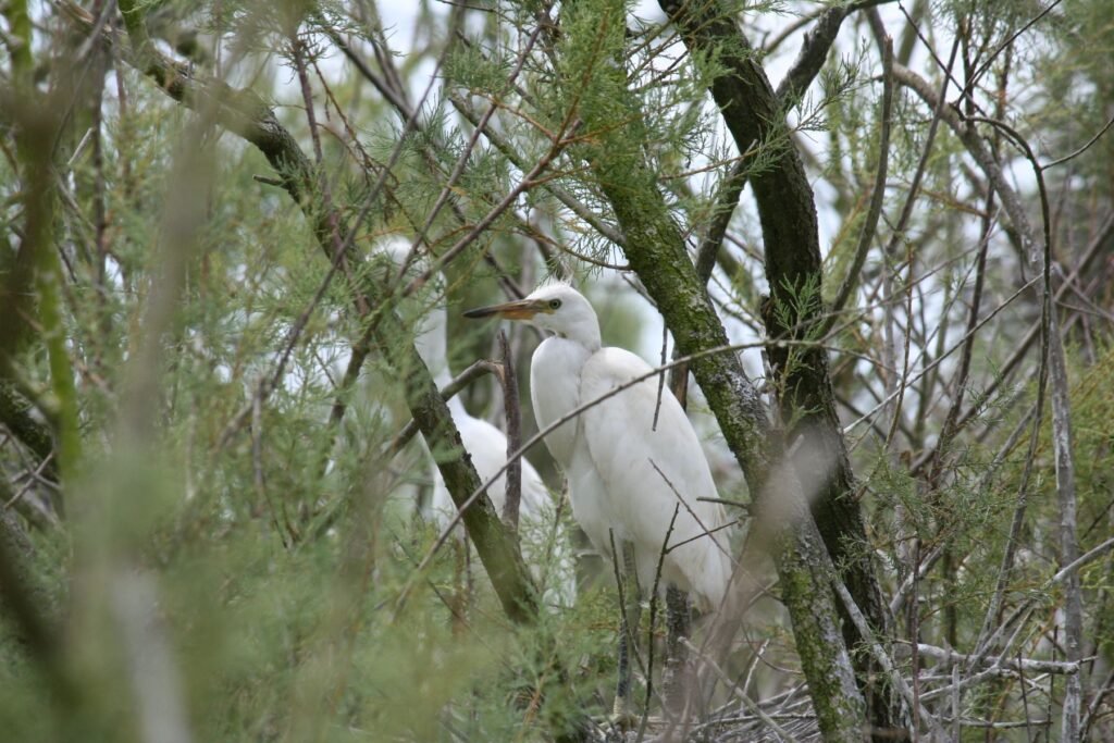 Dalmatian Pelican