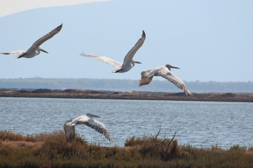 Dalmatian Pelican