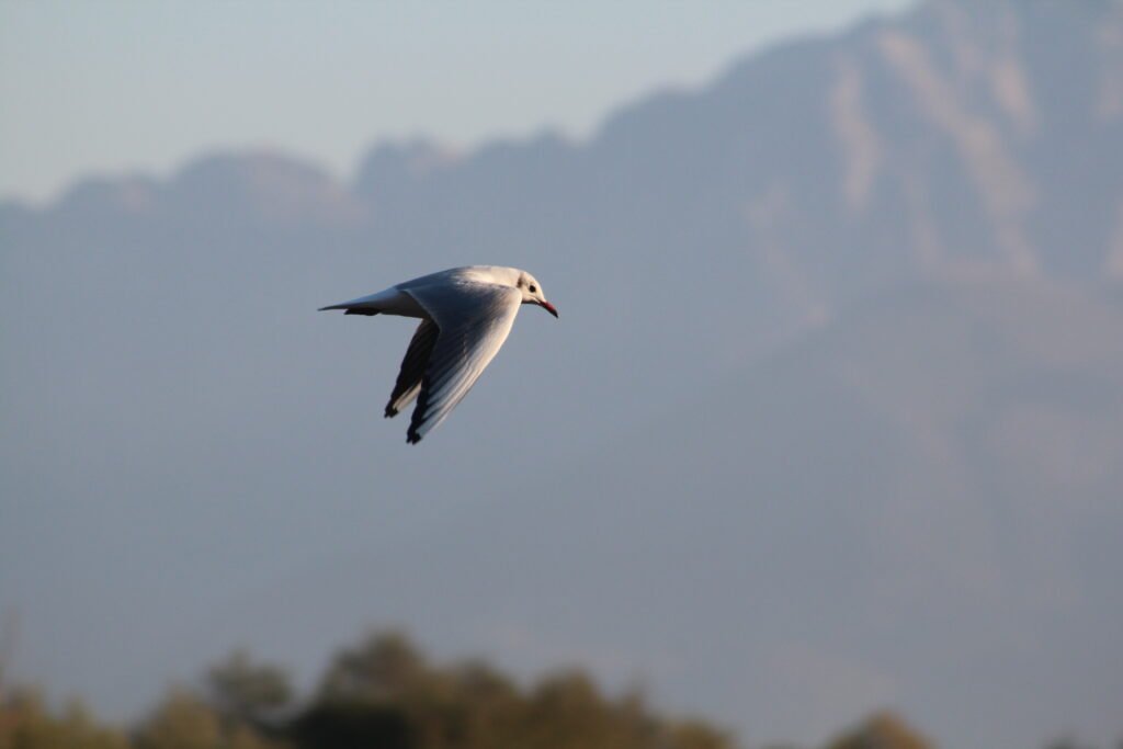 Birdwatching Shkoder Lake Birdwatching Shkoder Lake