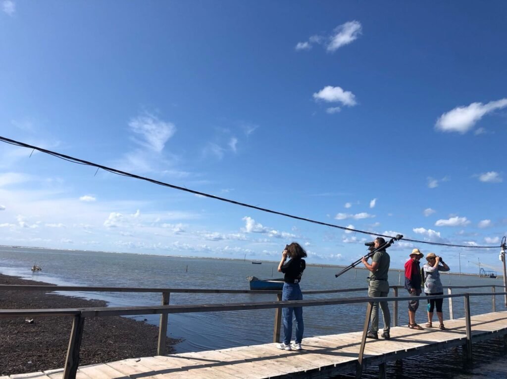 Dalmatian Pelican Albania Dalmatian Pelican Albania