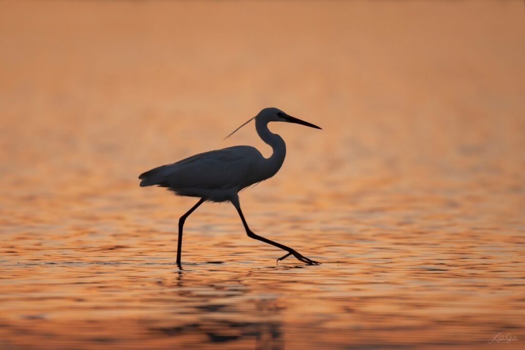 4_ Little Egret_Cafka e bardhe e vogel_ Egretta garzetta_© Liridon Shala Birdwatching Albania