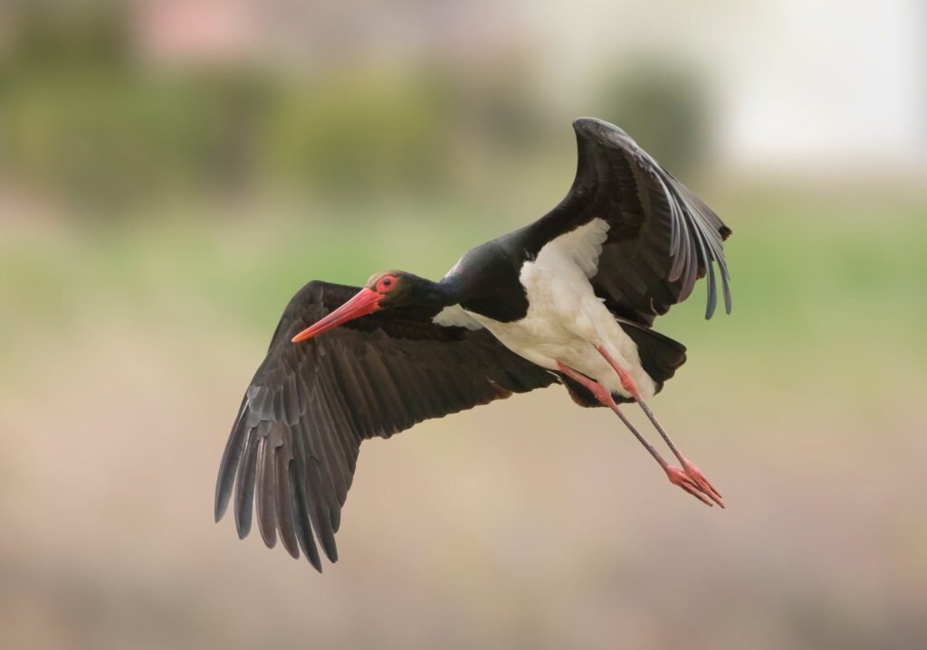 6_Black Stork_Lejleku i zi_Ciconia nigra _ © Arian Mavriqi (1)