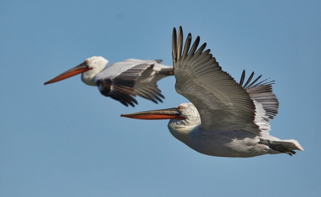 Birdwatching Albania Birdwatching Albania