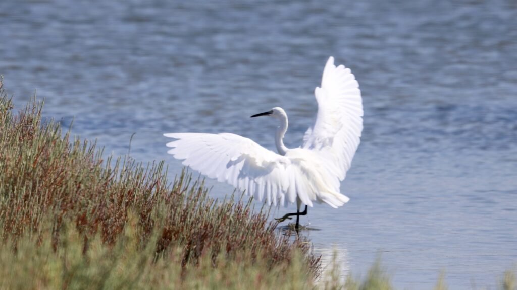 Birdwatching Karavasta Birdwatching Karavasta