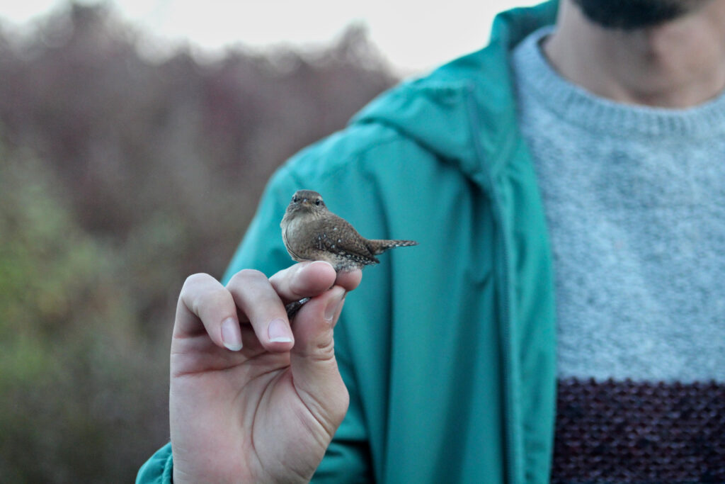 Birding Tours Albania