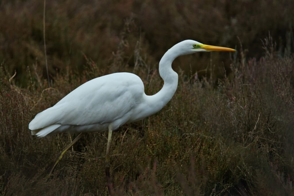 eNO gace_A__7862 (1) Birding Albania