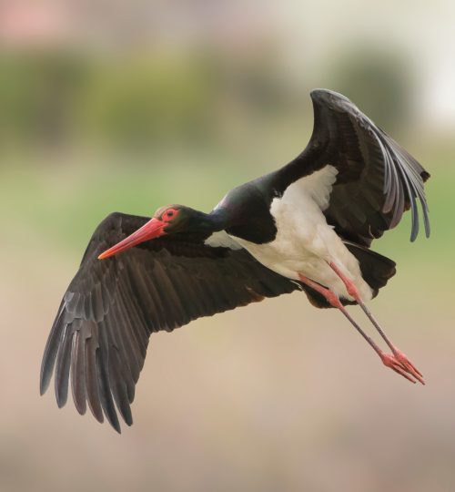 6_Black Stork_Lejleku i zi_Ciconia nigra _ © Arian Mavriqi (1)