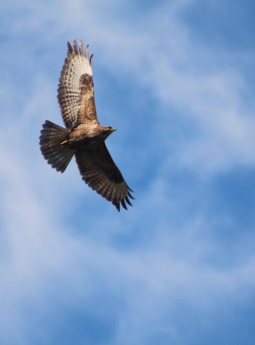 Birding Albania