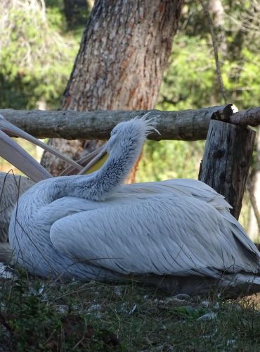 Birdwatching Albania