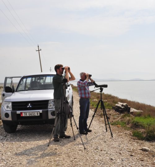 Birding Albania