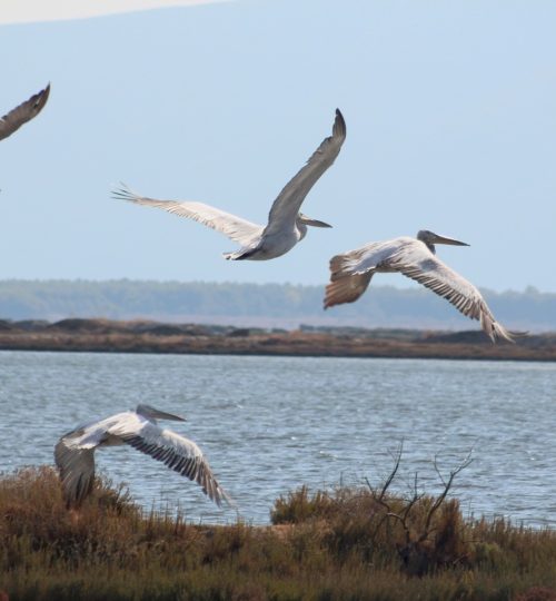 Dalmatian Pelican