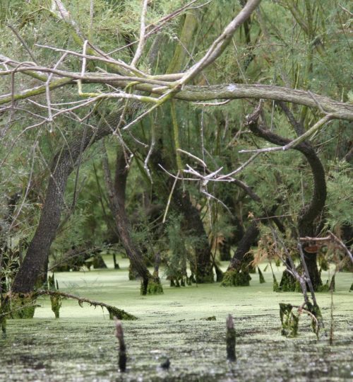 Karavasta Lagoon (6)