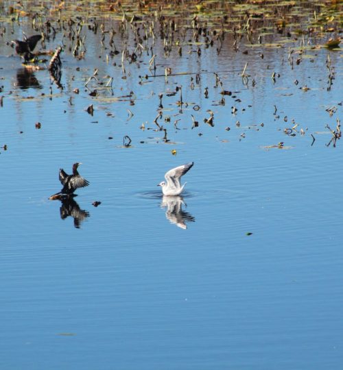 Lake Shkoder 4